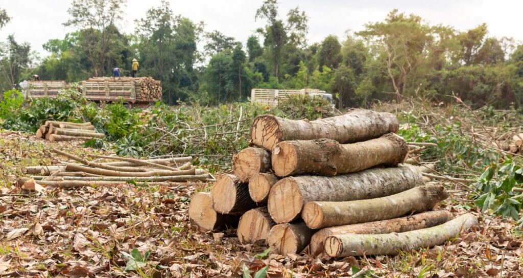 UE Propõe Adiamento de 12 Meses na Lei Antidesmatamento